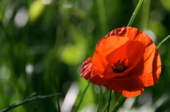 poppy